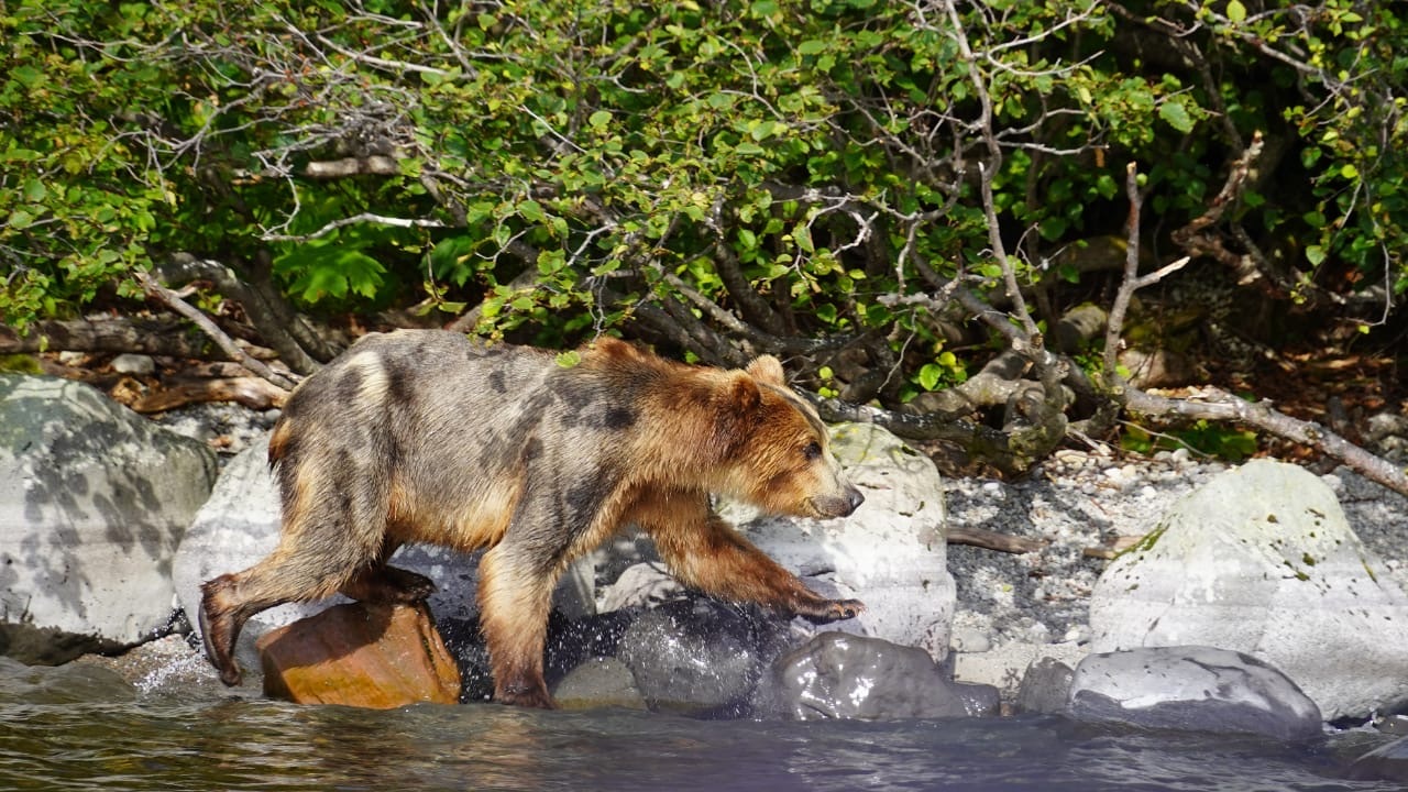 Камчатка, август 2020