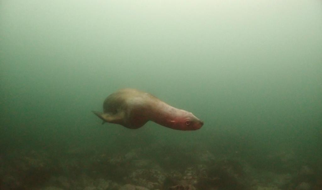 Камчатка, август 2020