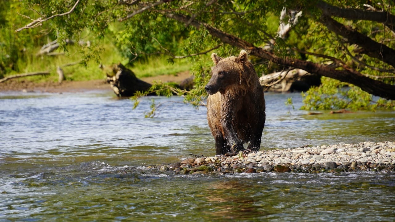 Камчатка, август 2020