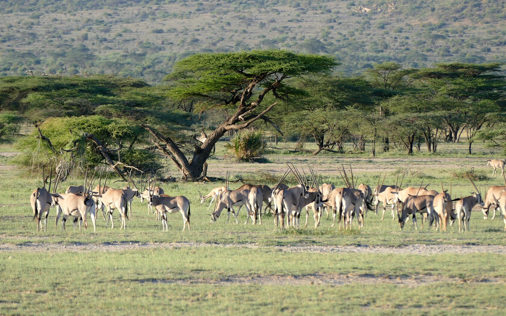 Кения, январь 2022