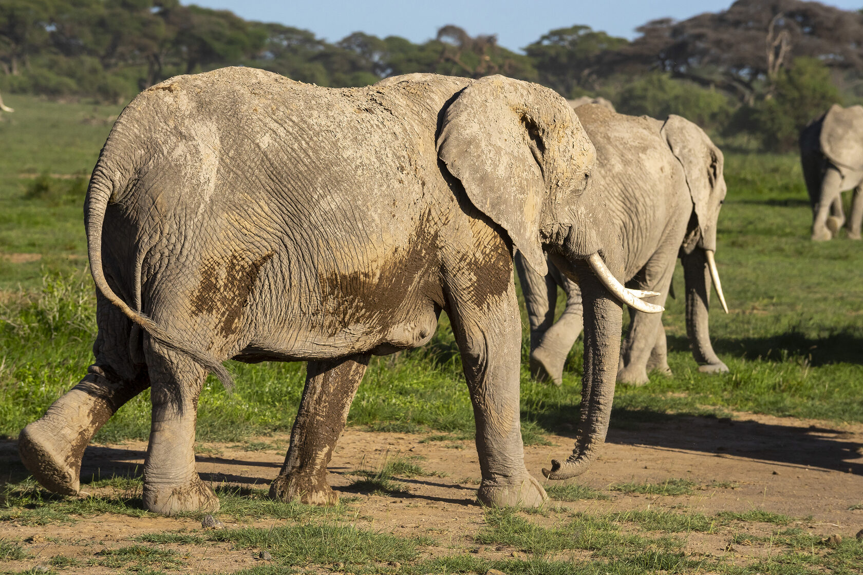 Кения, январь 2022