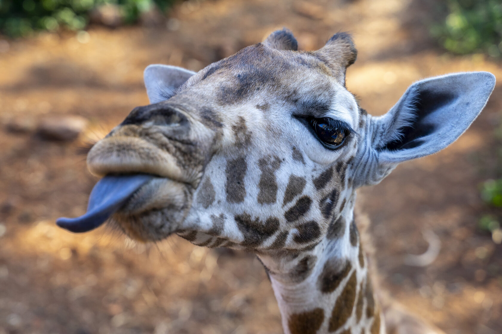 Кения, январь 2022