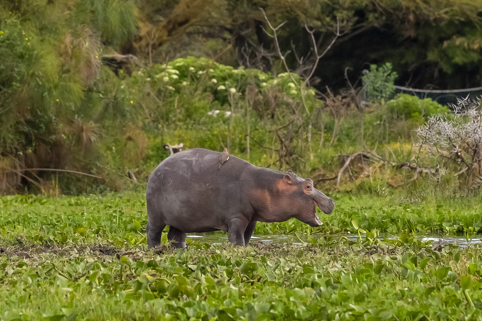 Кения, январь 2022