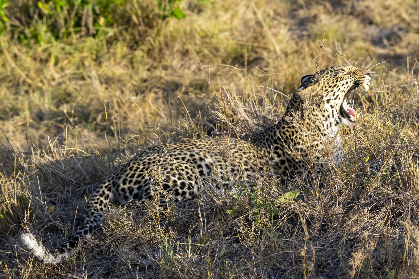 Кения, январь 2022