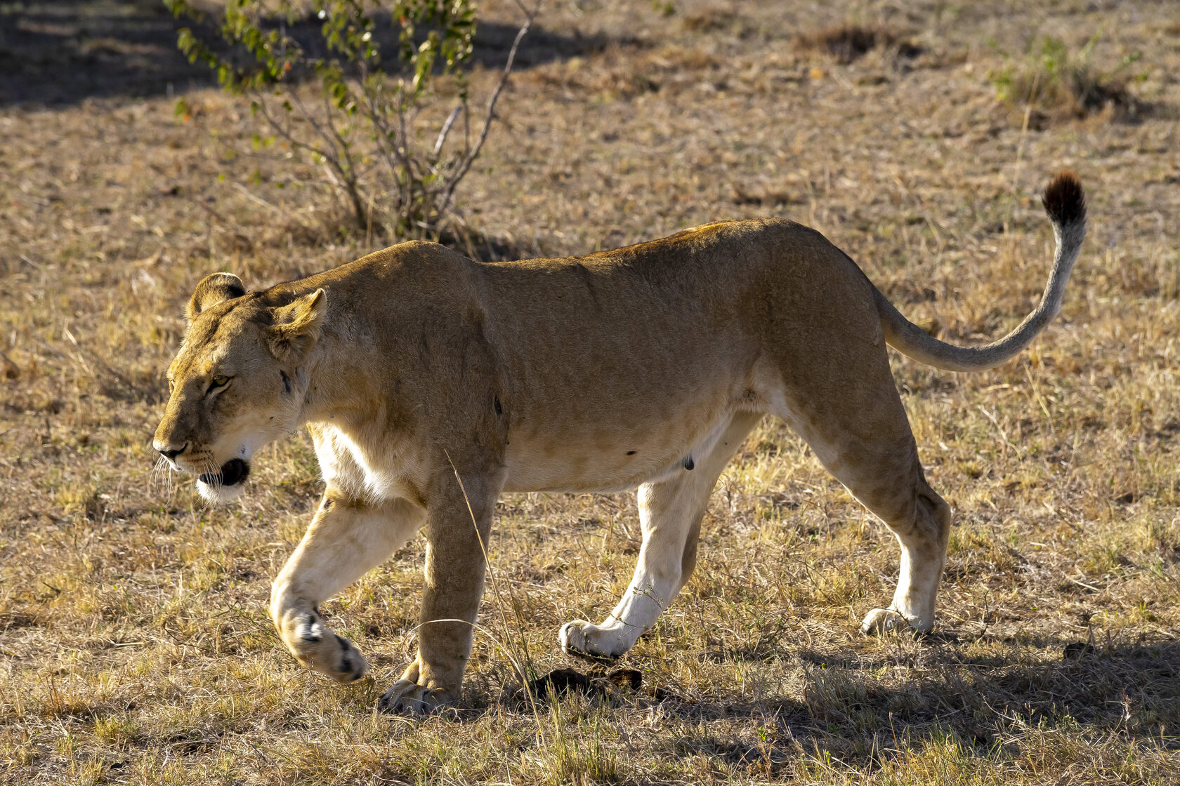 Кения, январь 2022