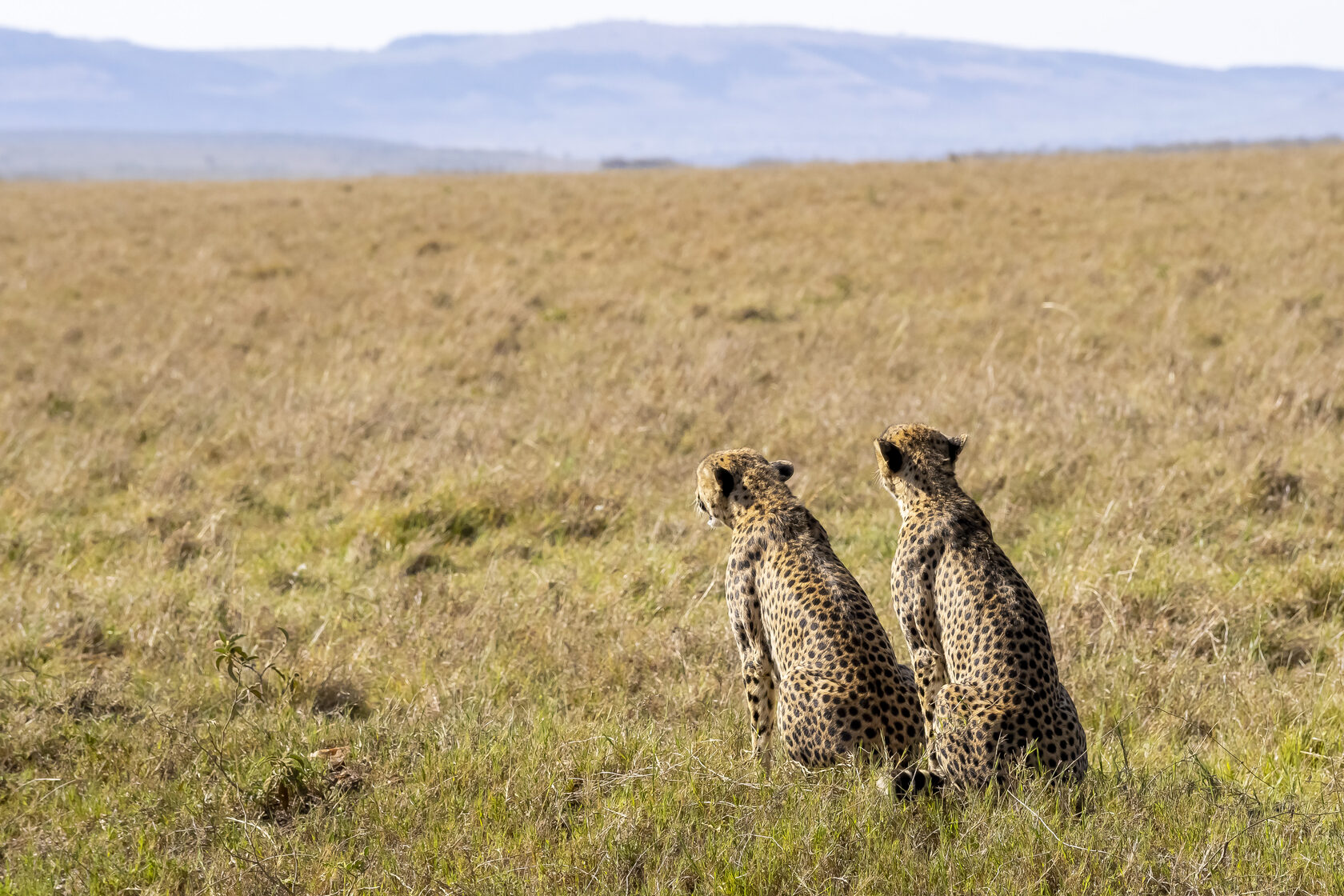 Кения, январь 2022