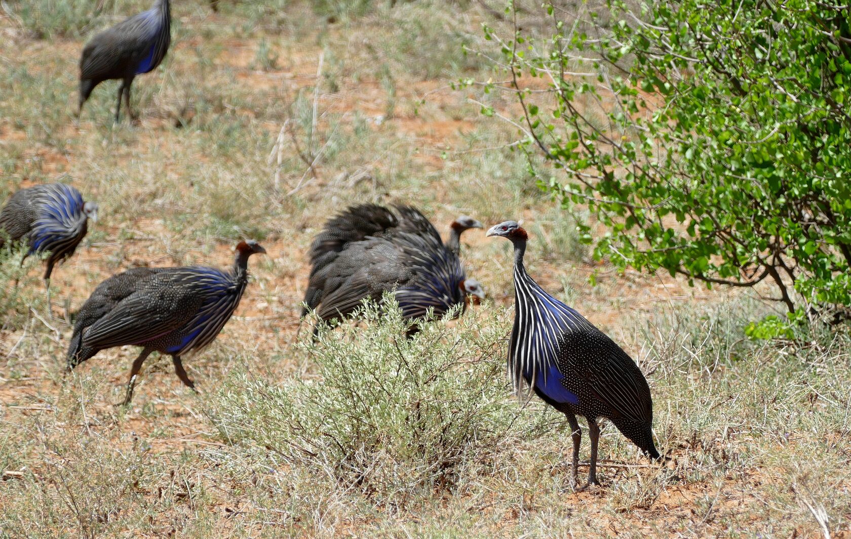 Кения, январь 2022