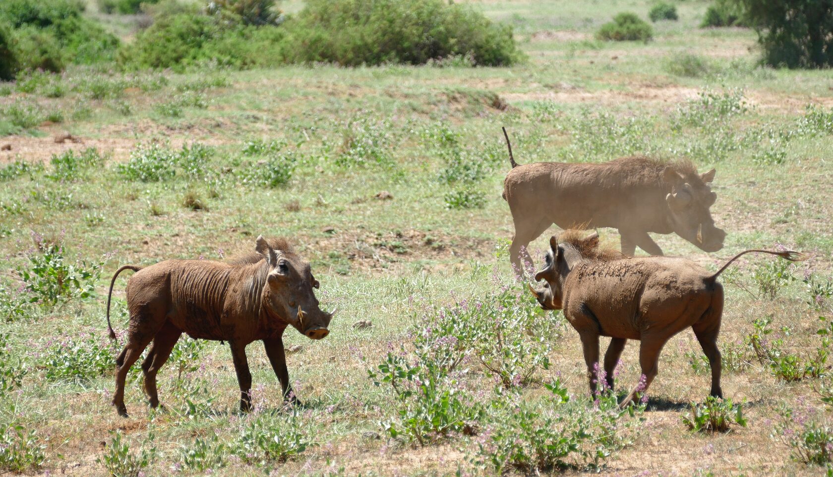 Кения, январь 2022