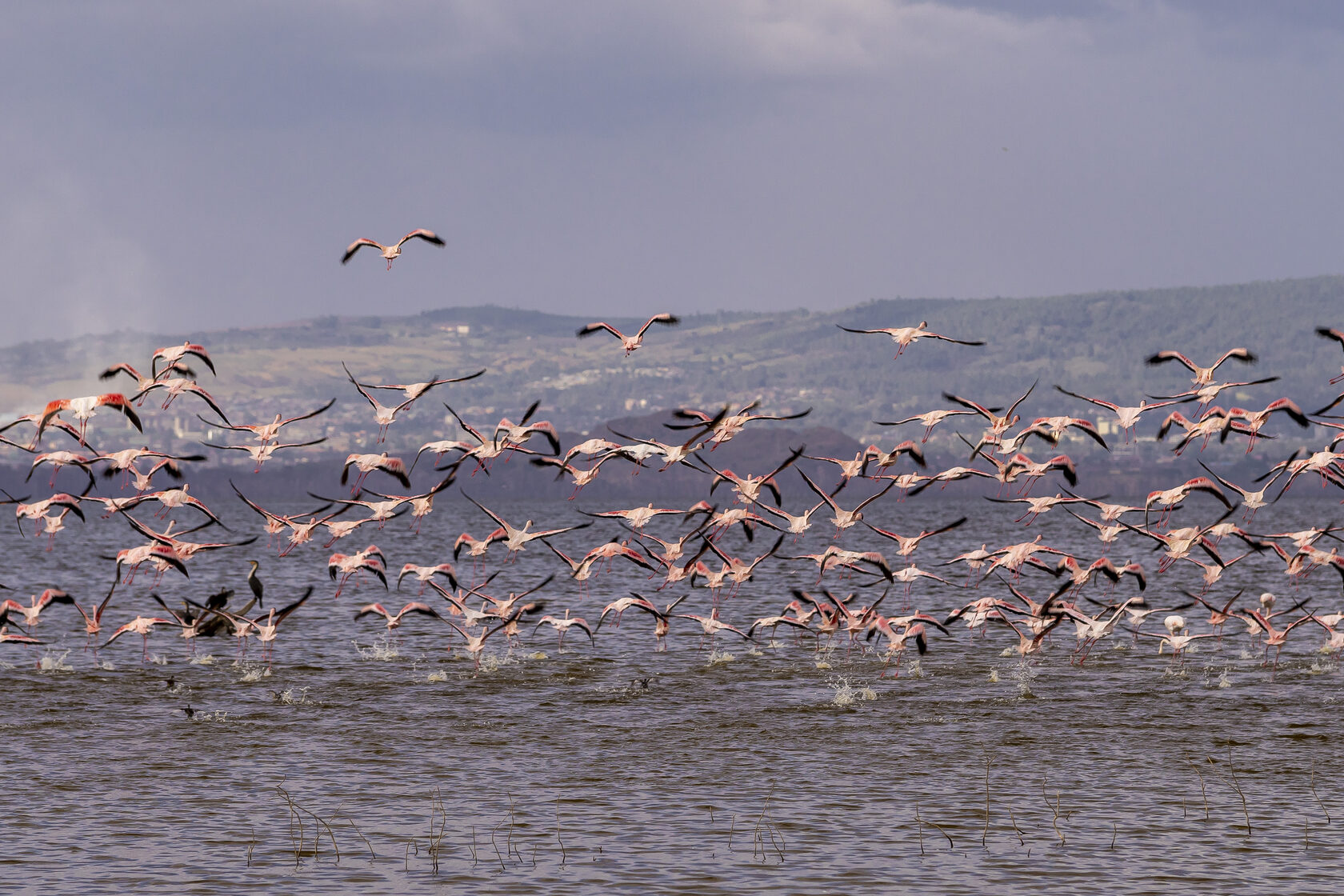 Кения, январь 2022