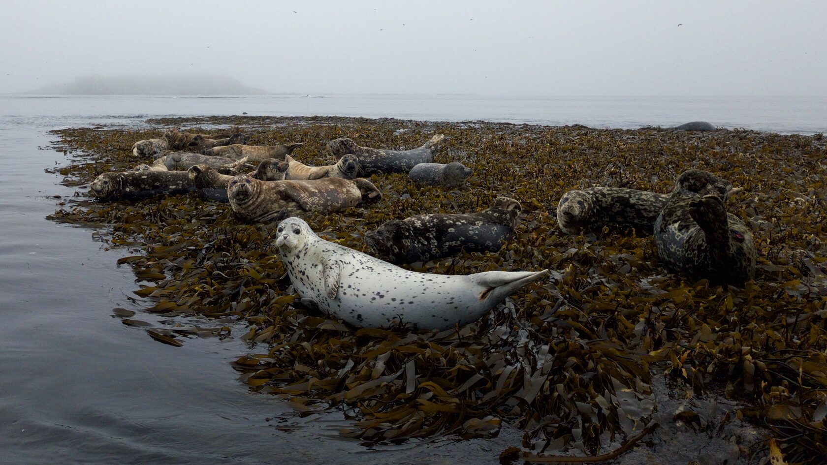 Курильские острова, июль 2022