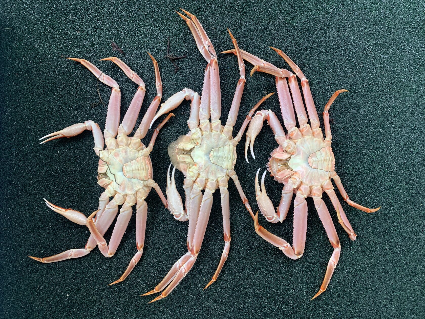 Курильские острова, июль 2022