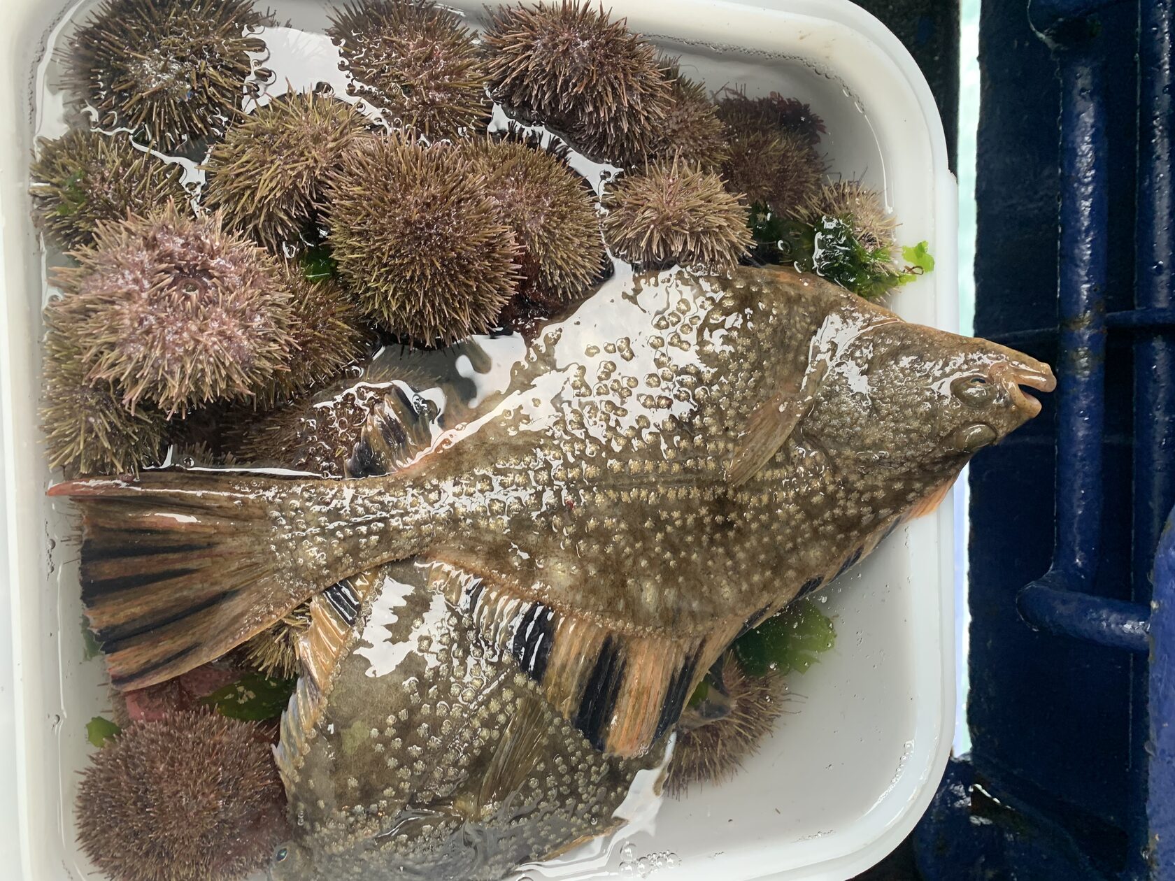 Курильские острова, июль 2022