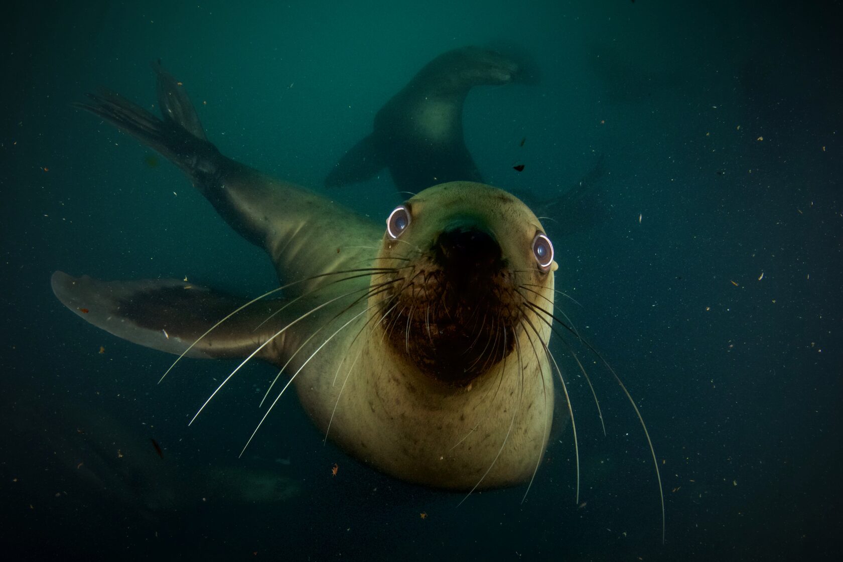 Курильские острова, июль 2022