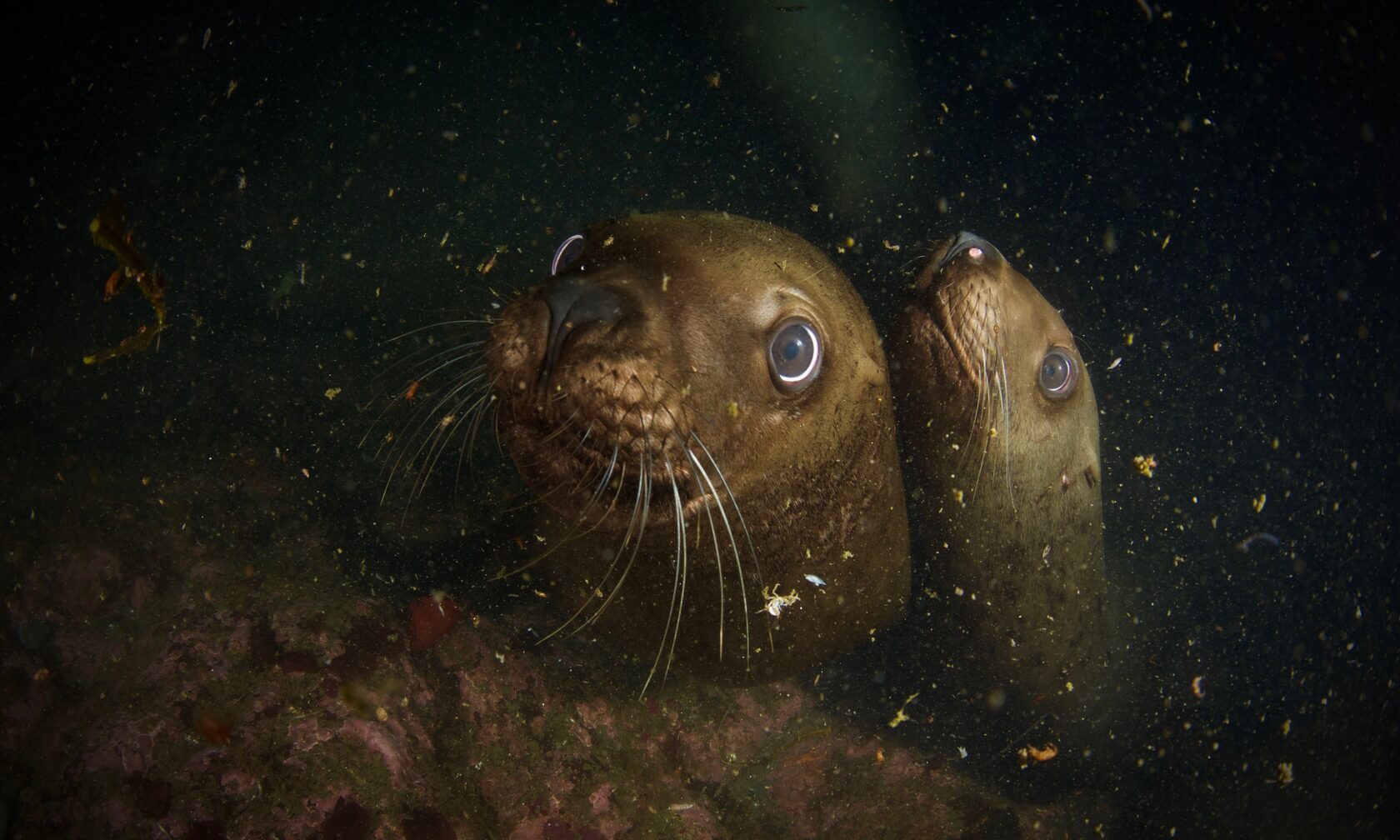 Курильские острова, июль 2022