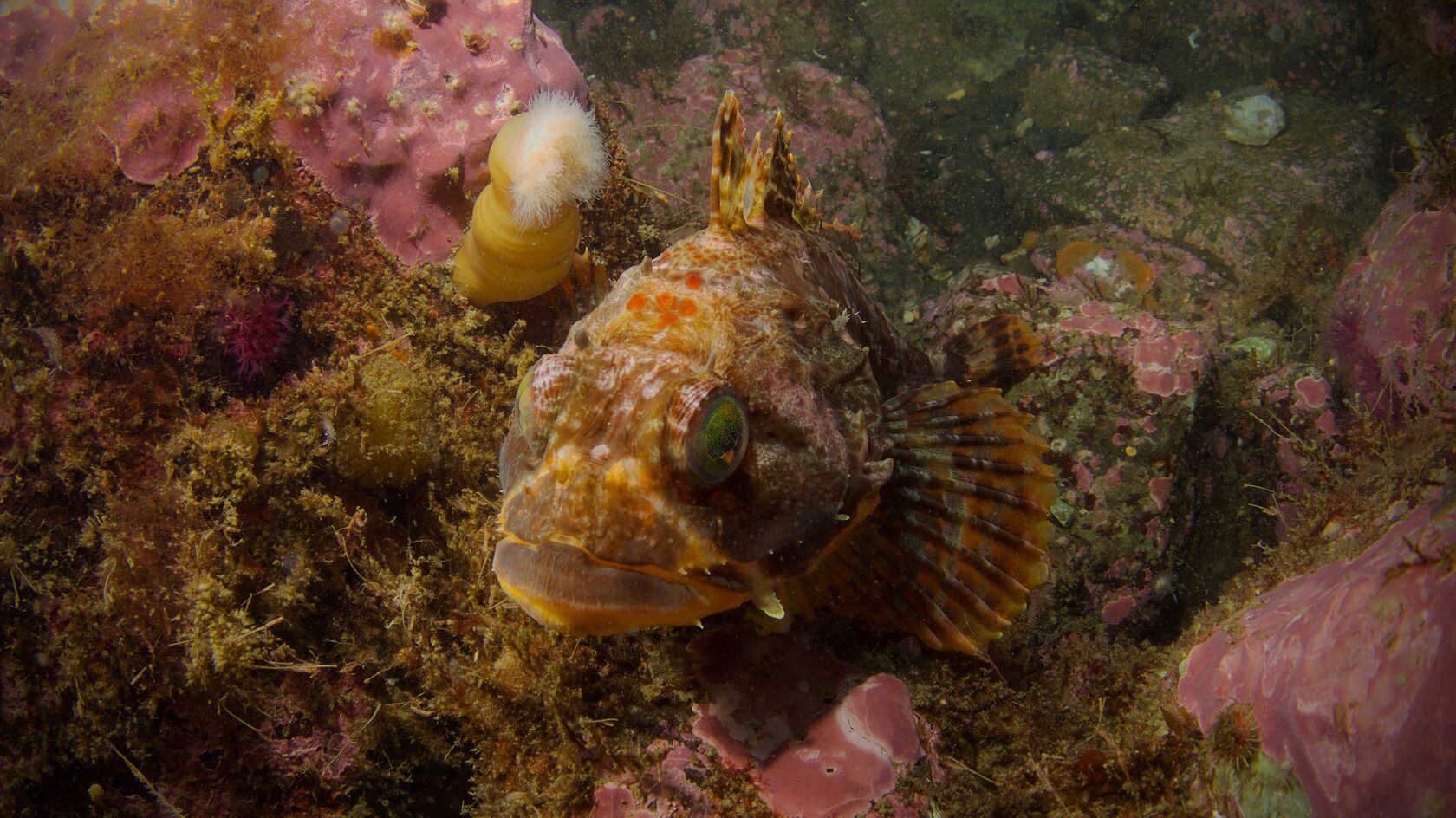 Курильские острова, июль 2022