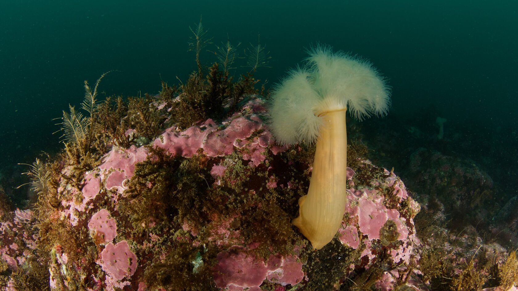 Курильские острова, июль 2022