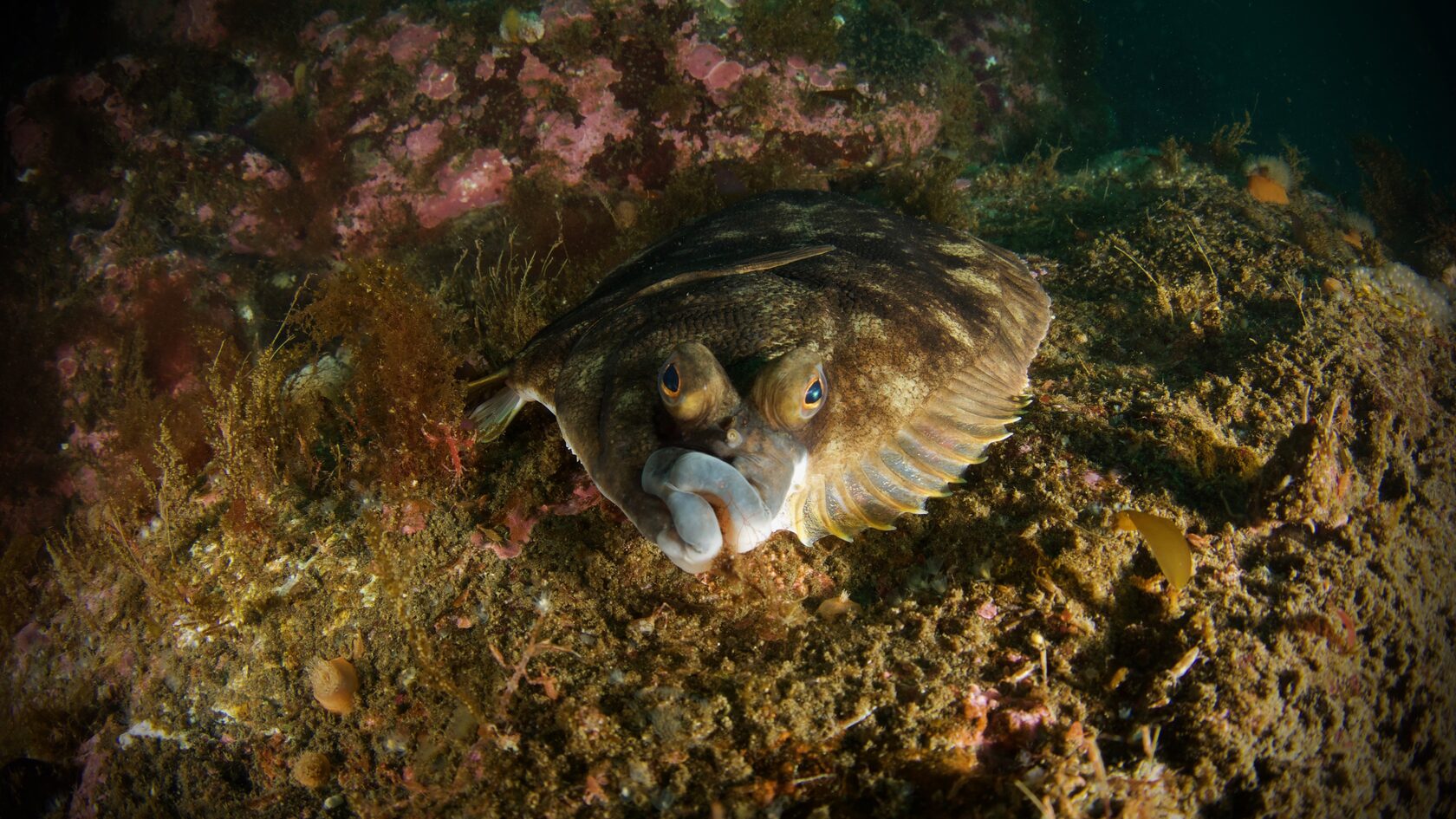 Курильские острова, июль 2022