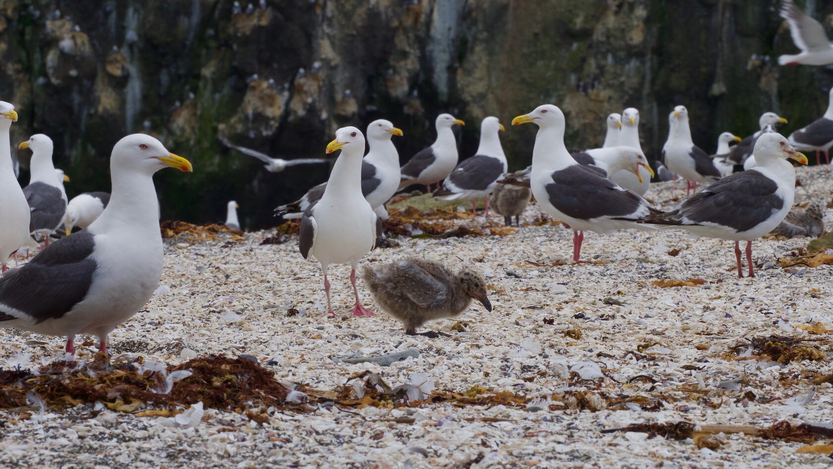 Курильские острова, июль 2022