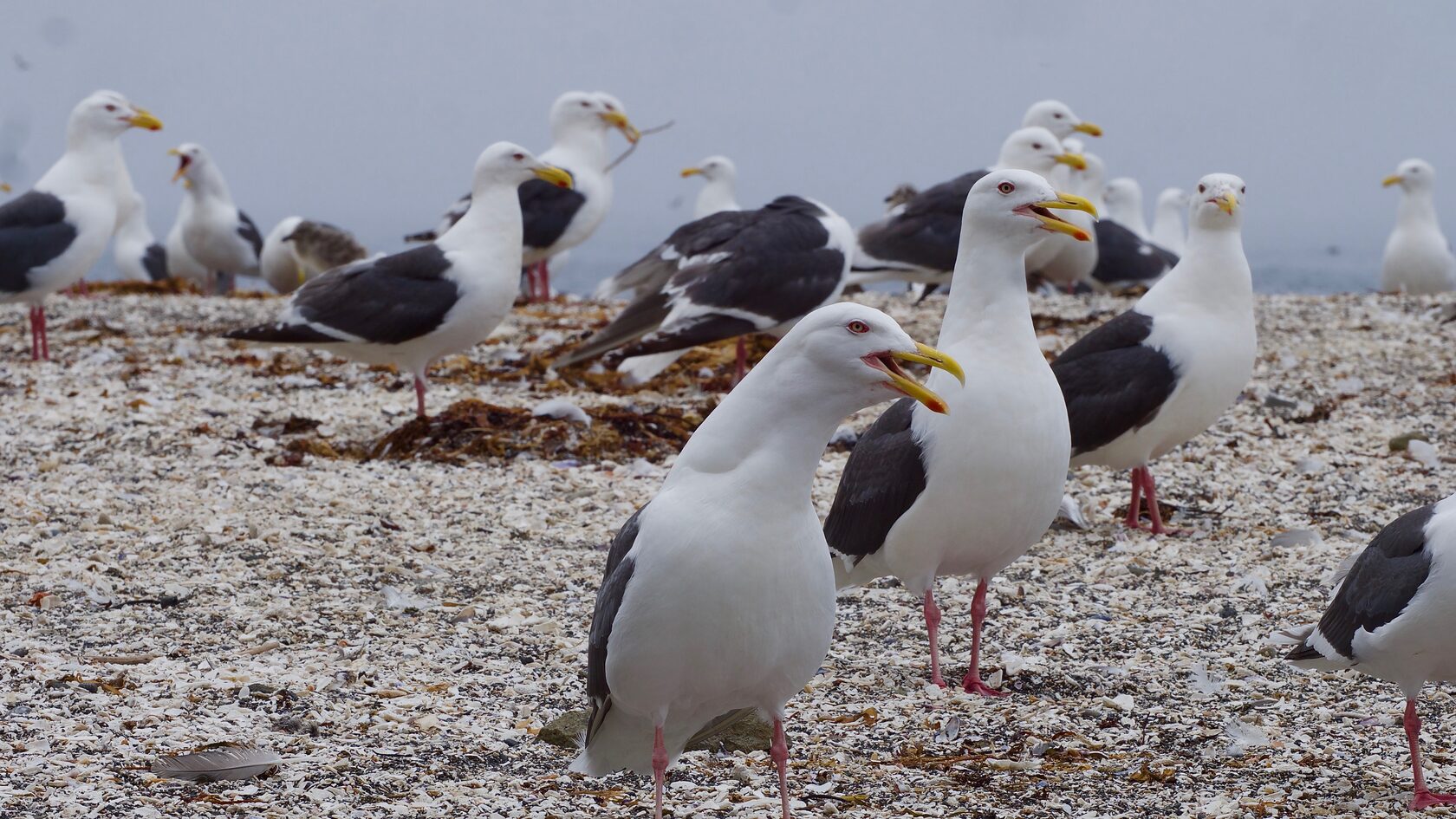 Курильские острова, июль 2022
