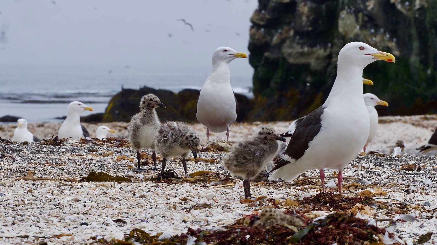Курильские острова, июль 2022