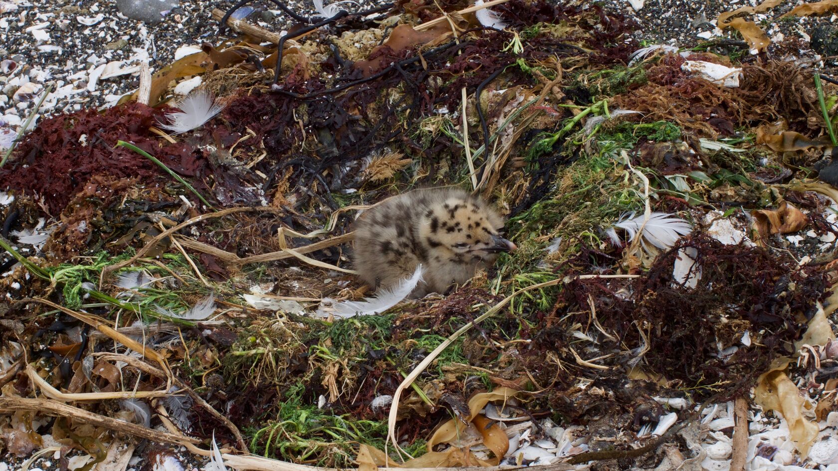 Курильские острова, июль 2022