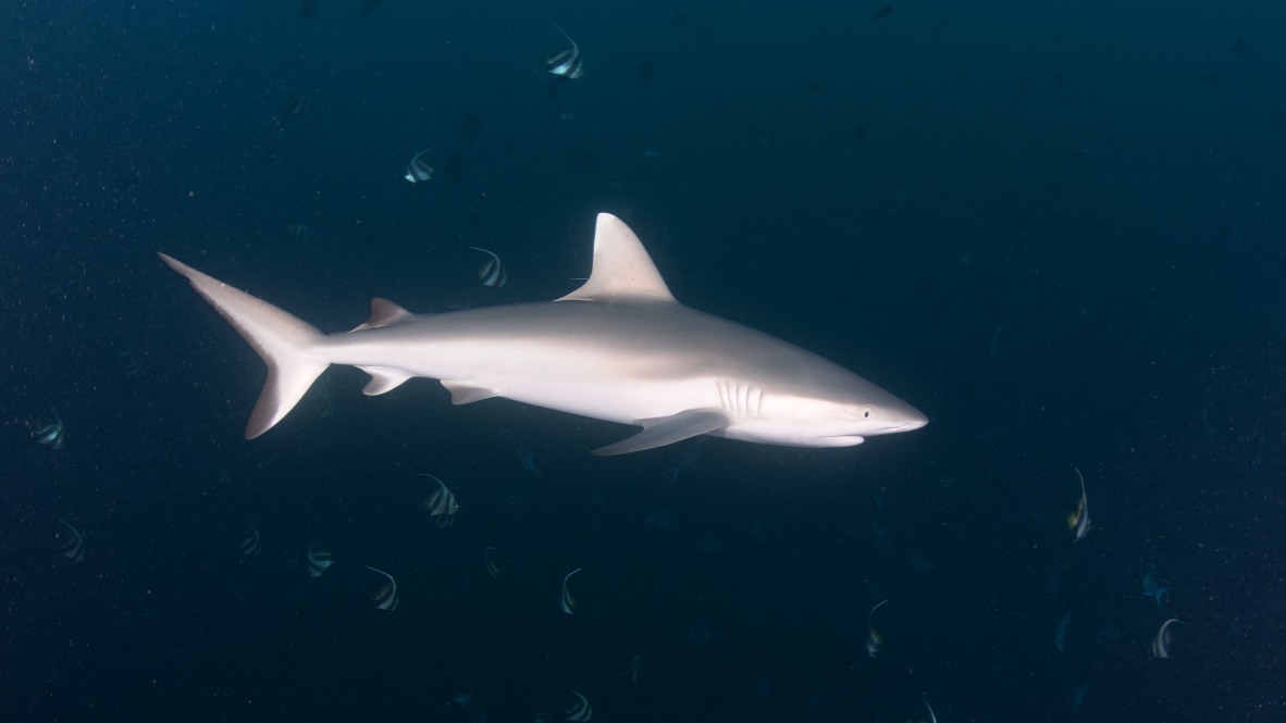 Мальдивы, декабрь 2024