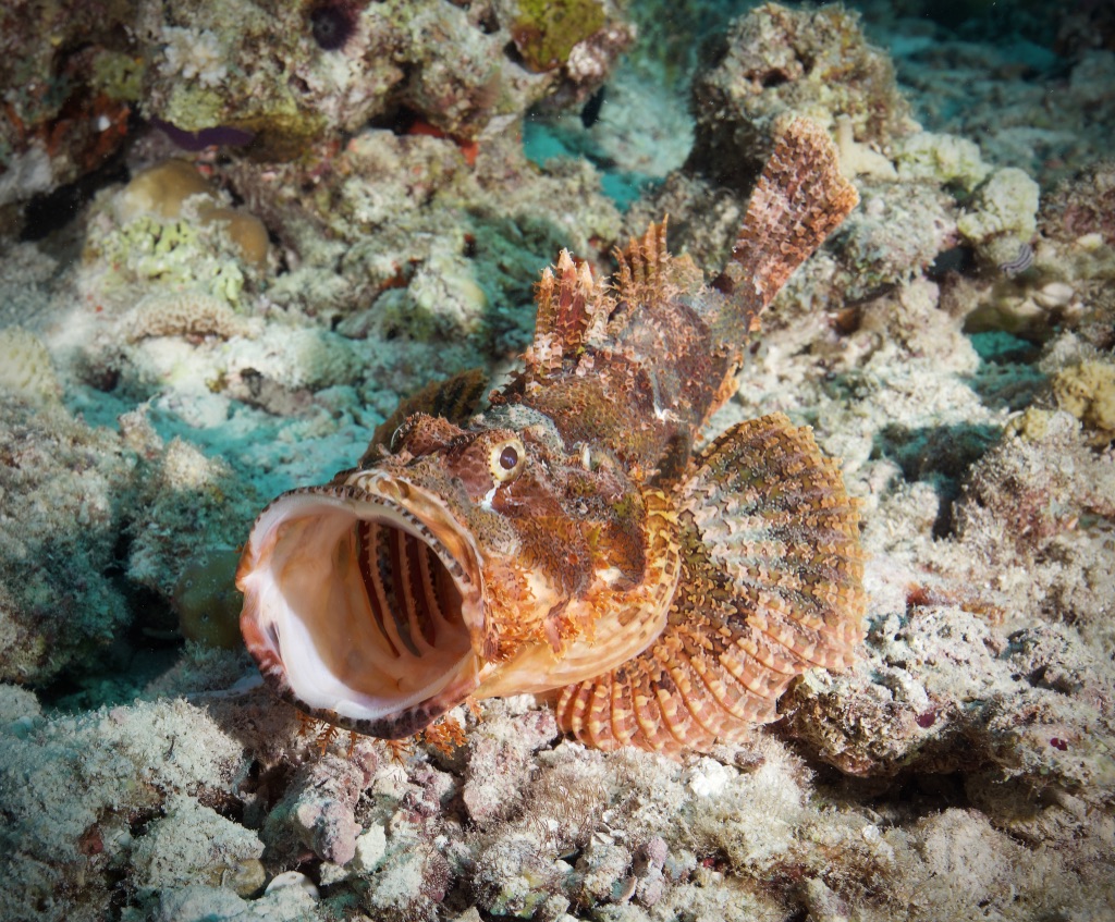 Мальдивы, декабрь 2024