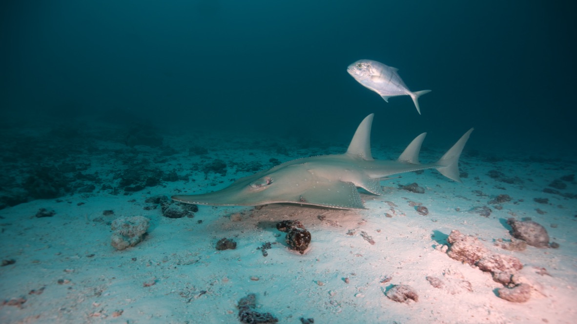 Мальдивы, декабрь 2024