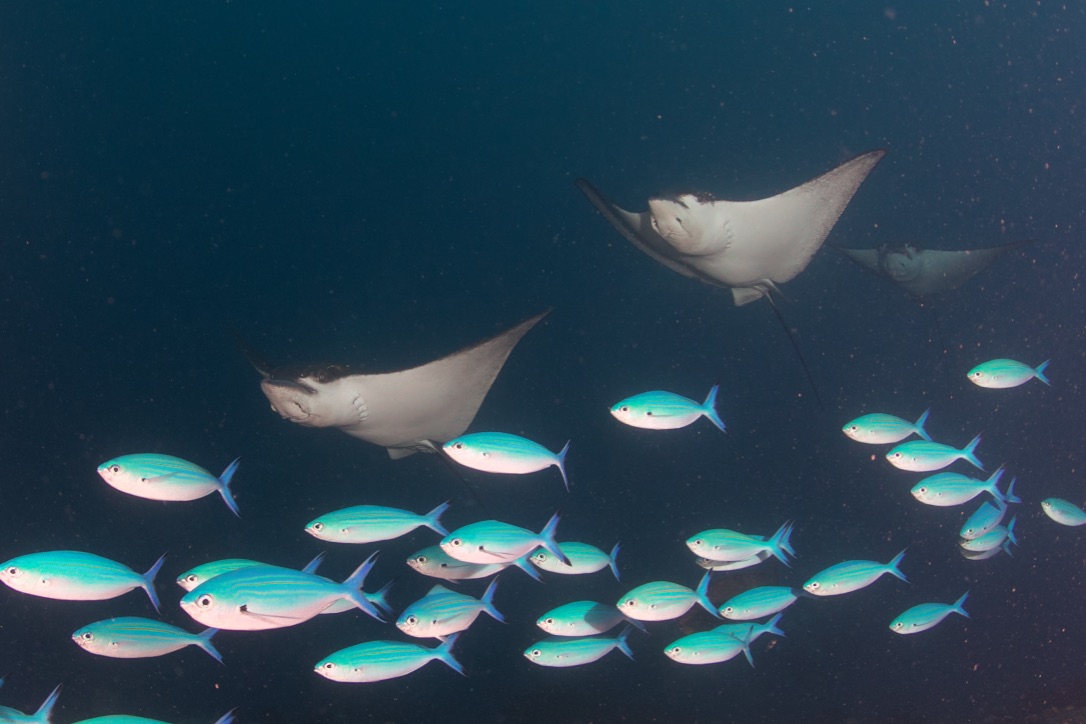 Мальдивы, декабрь 2024