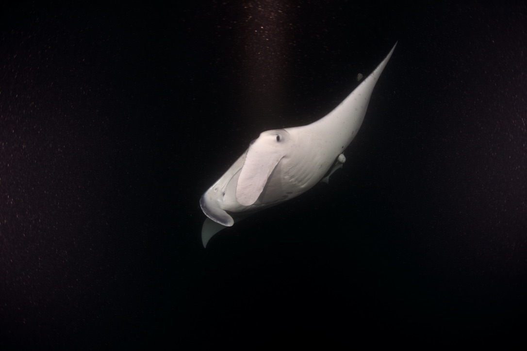 Мальдивы, декабрь 2024