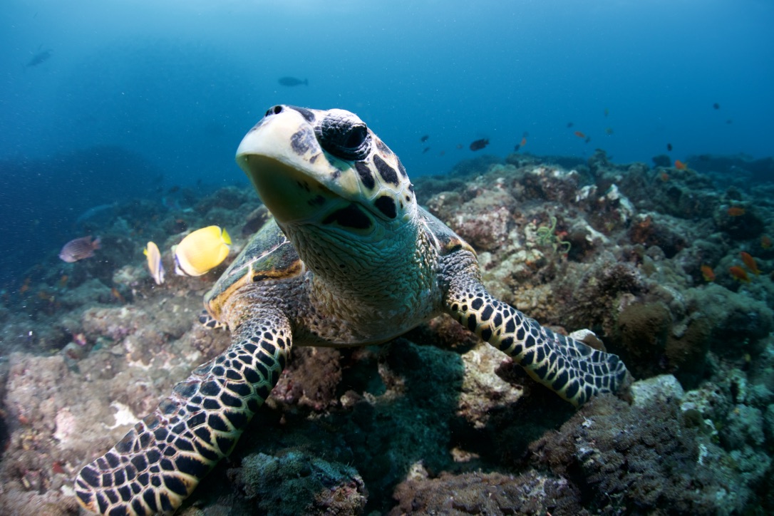 Мальдивы, декабрь 2024