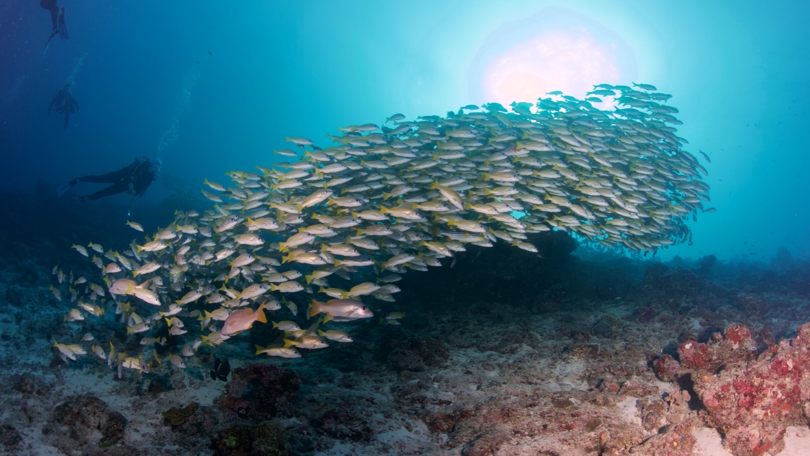 Мальдивы, декабрь 2024