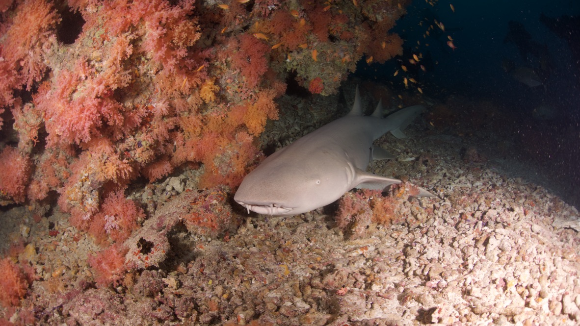 Мальдивы, декабрь 2024