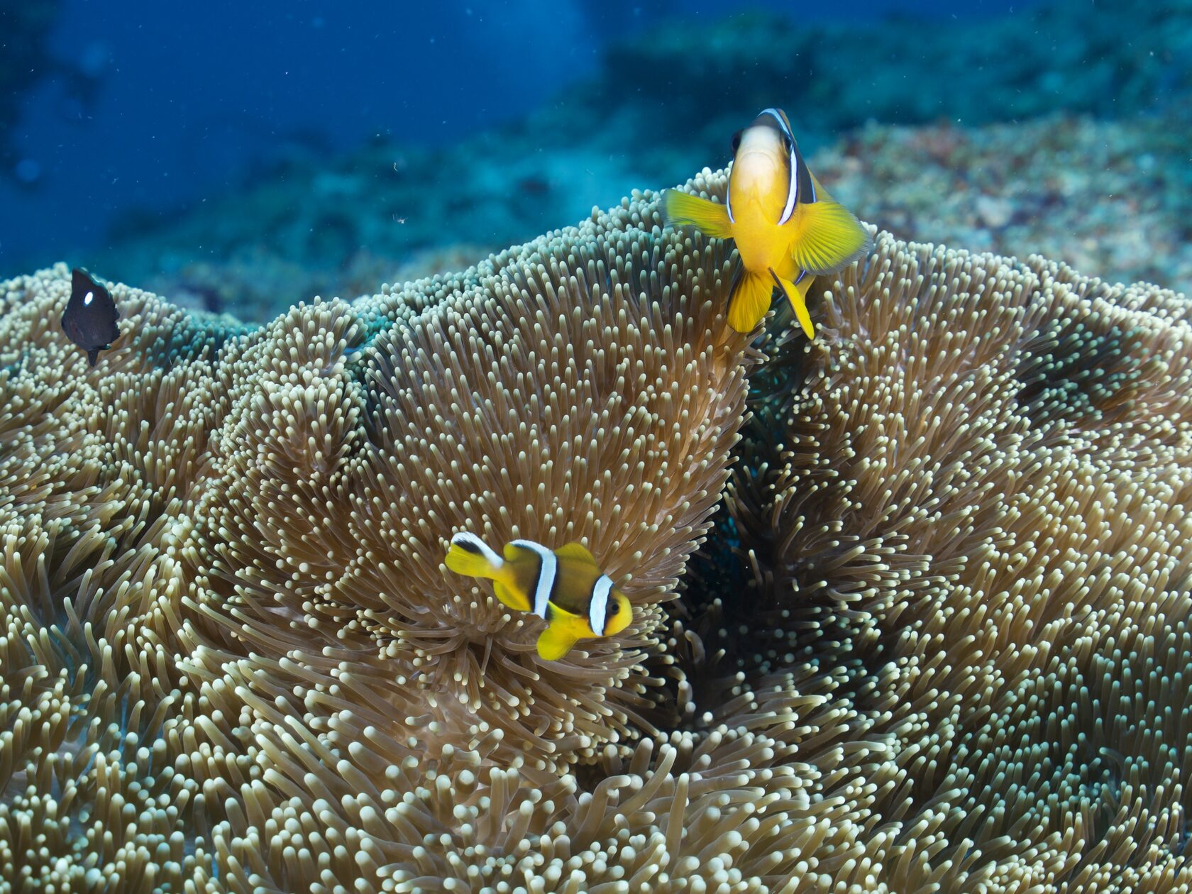 Мозамбик, январь 2024