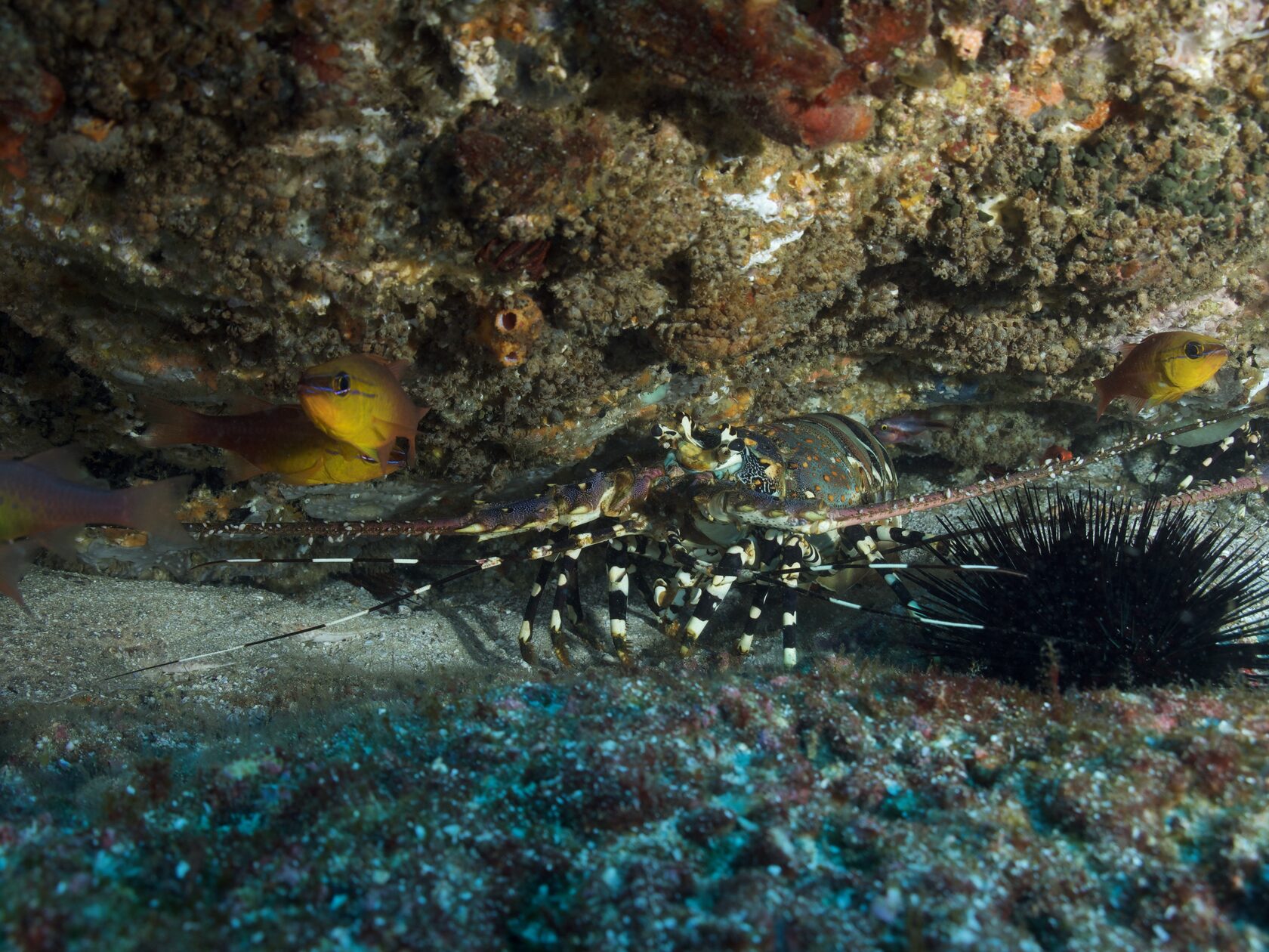 Мозамбик, январь 2024