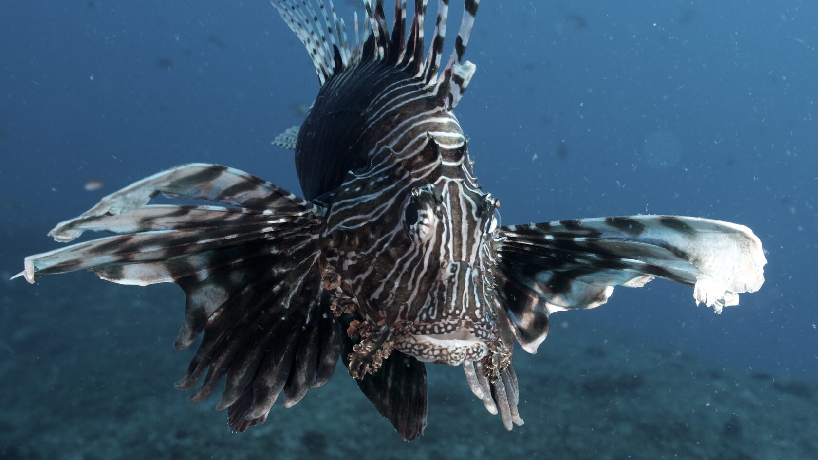 Мозамбик, январь 2024