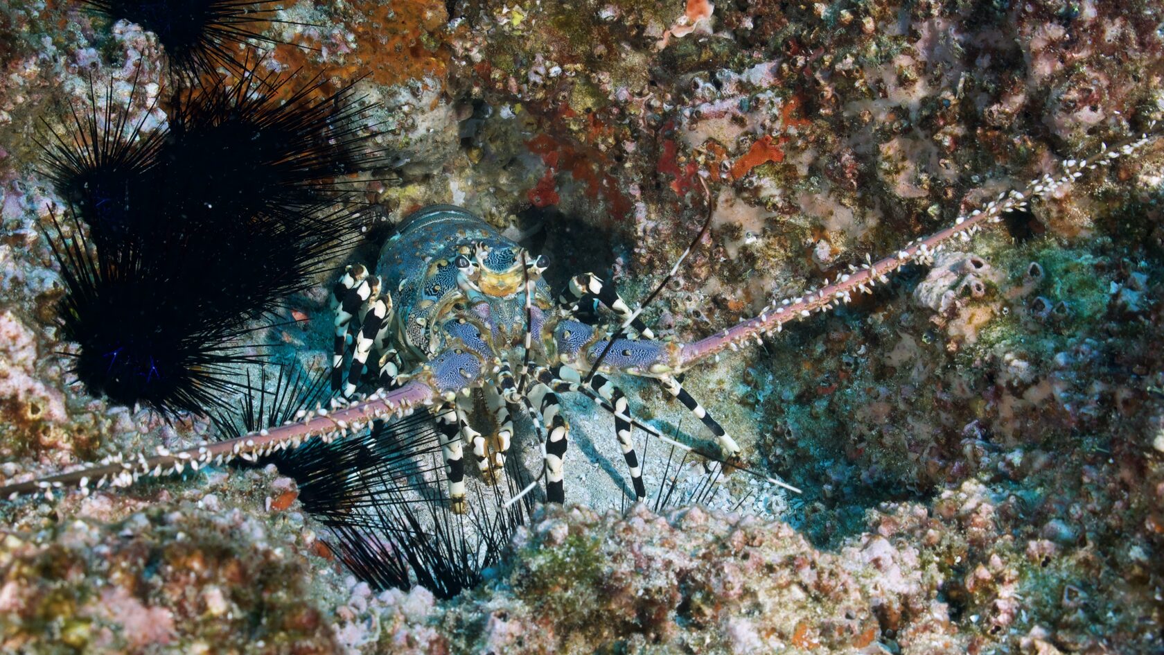 Мозамбик, январь 2024