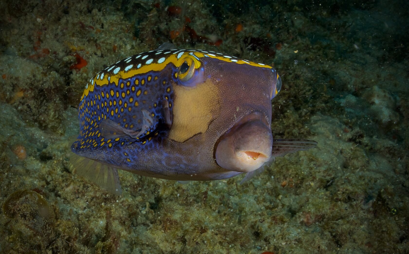 Мозамбик, январь 2024