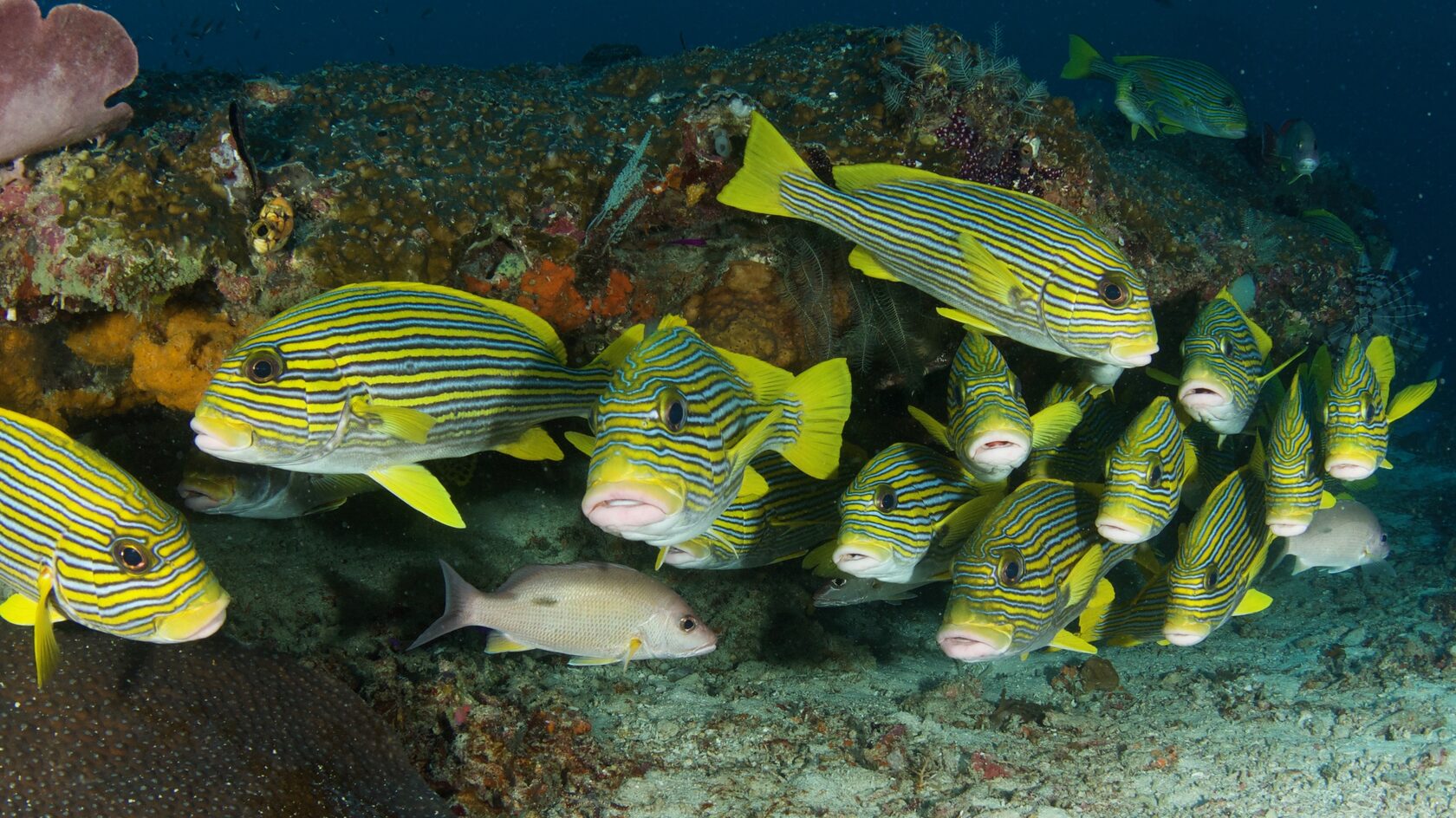 Папуа, январь 2023