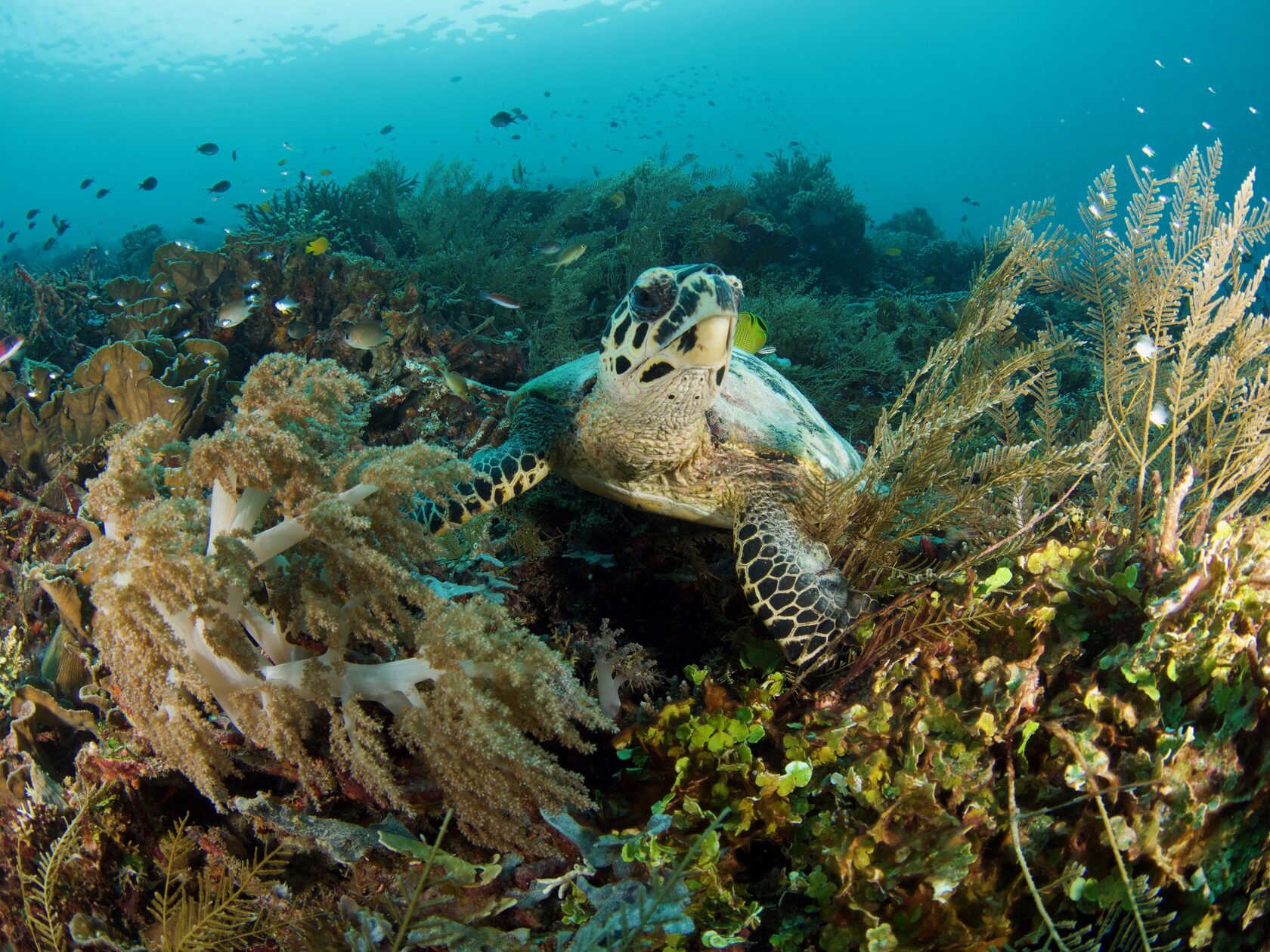 Папуа, январь 2023