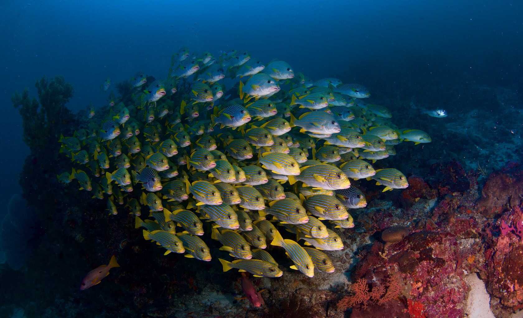 Папуа, январь 2023