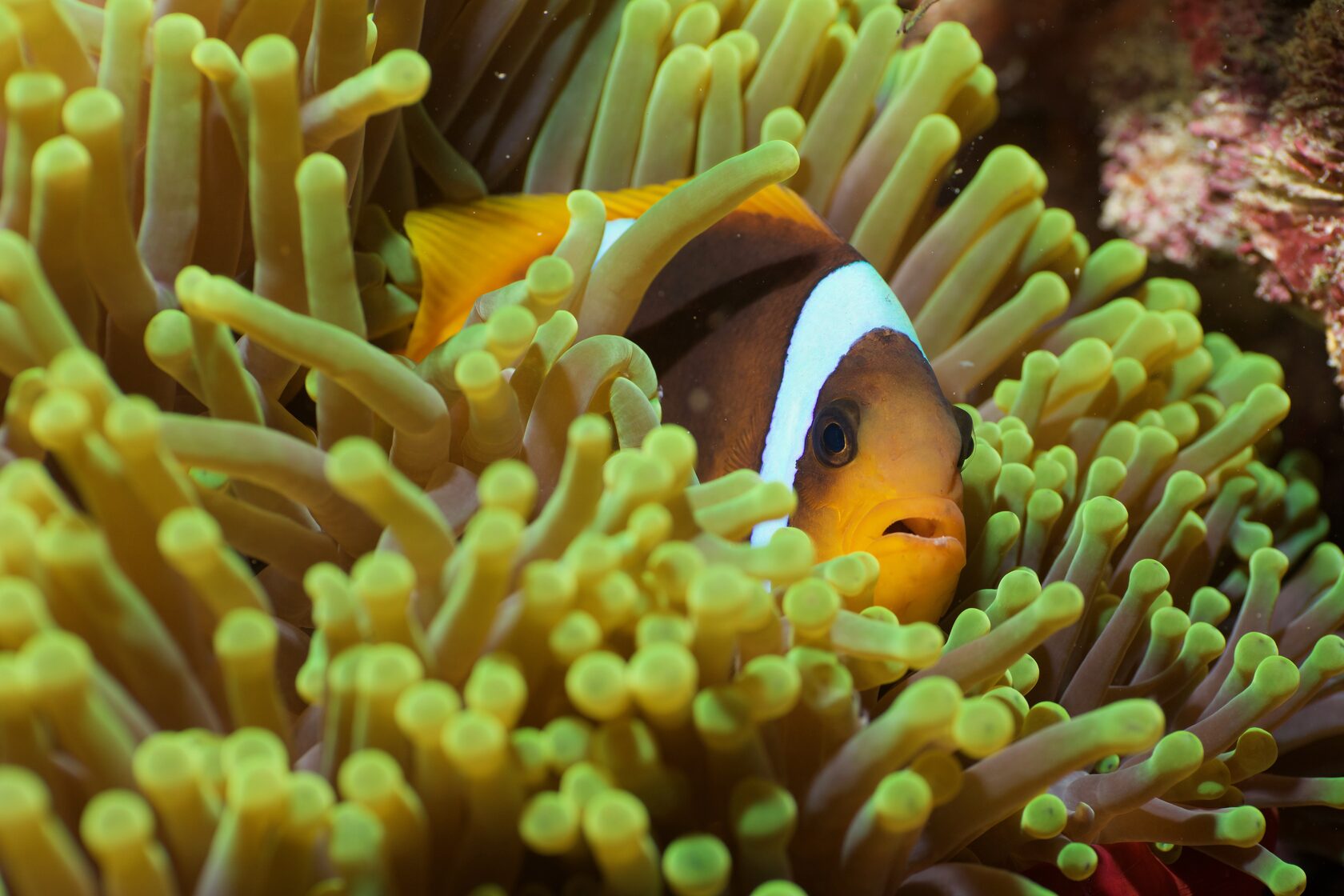 Саудовская Аравия, март 2025