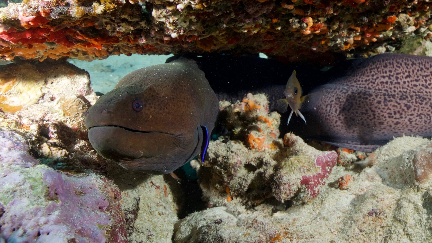 Саудовская Аравия, март 2025