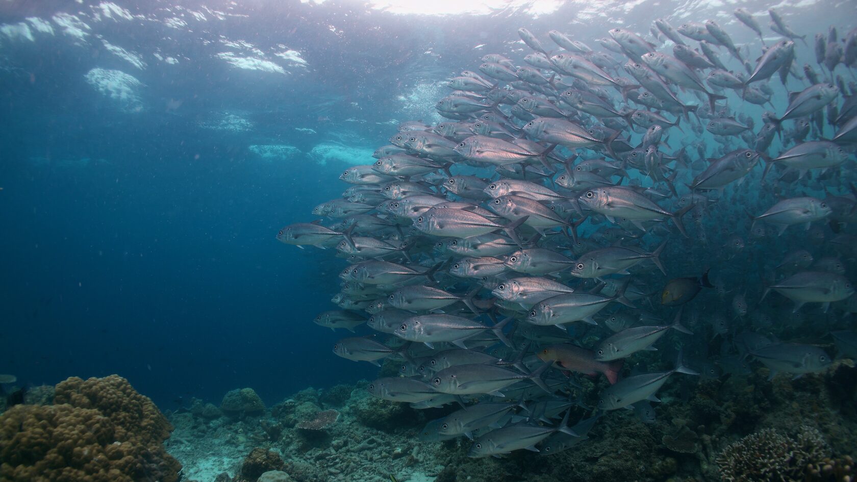 Сипадан, октябрь 2022