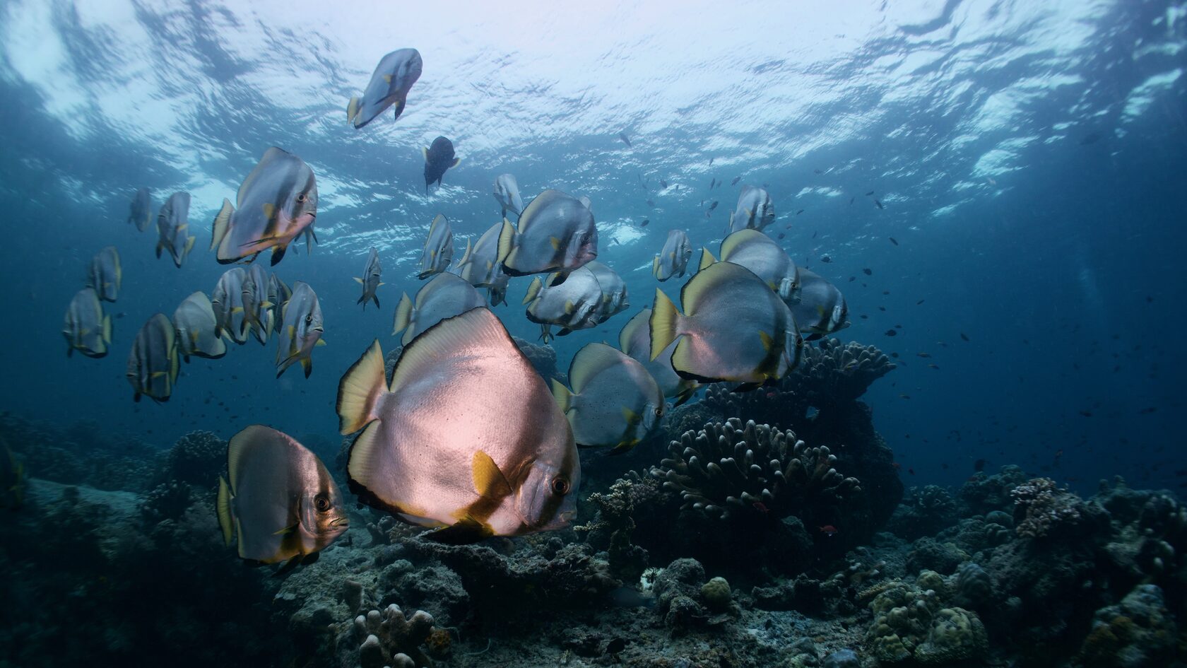 Сипадан, октябрь 2022