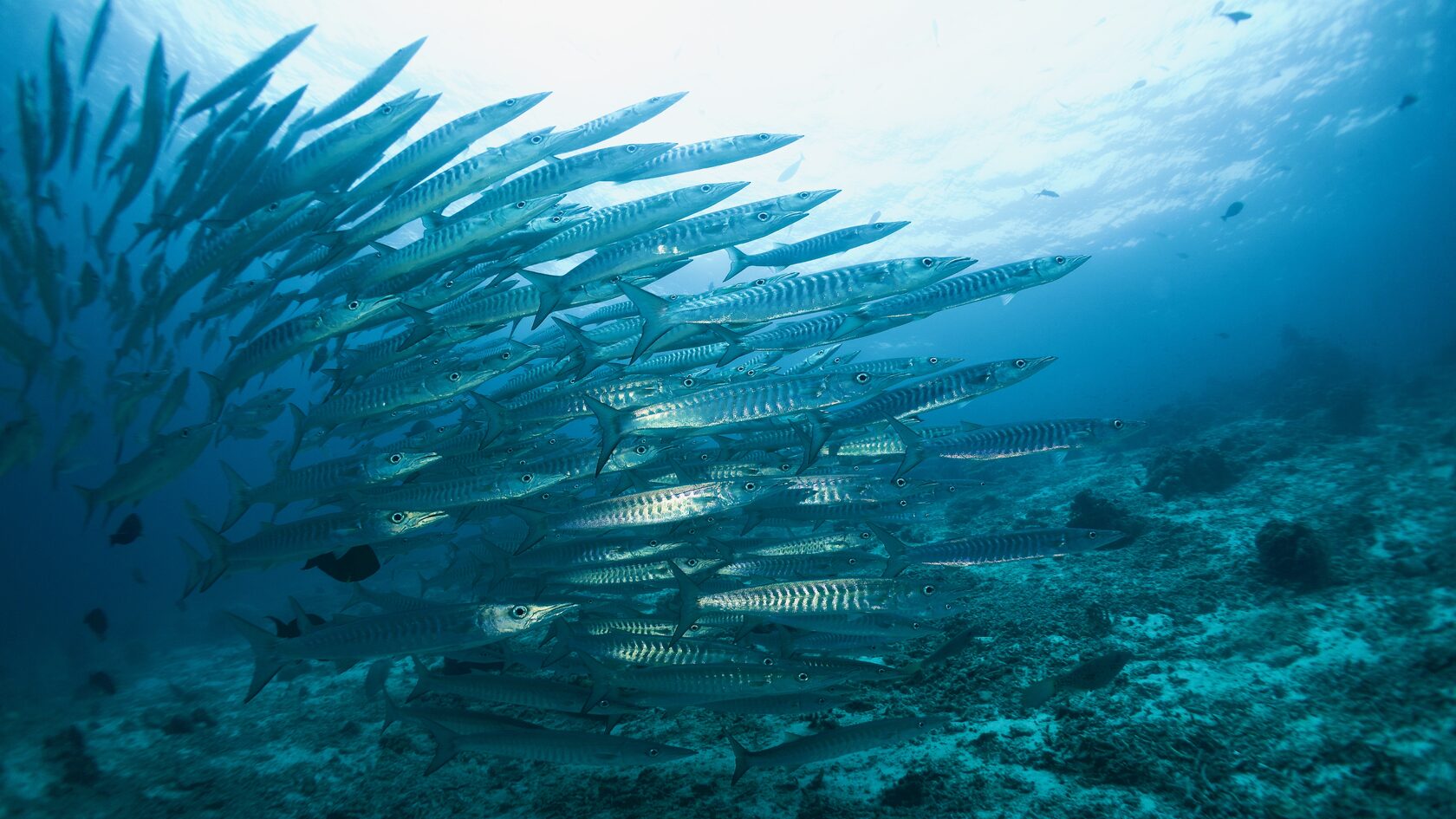 Сипадан, октябрь 2022