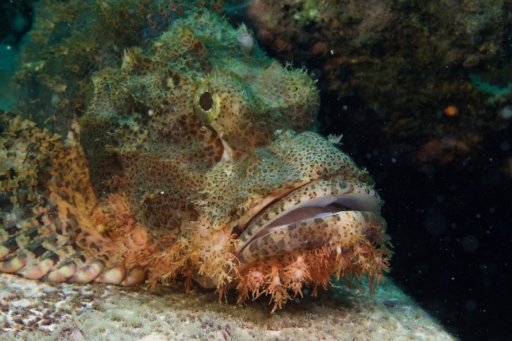 Сипадан, октябрь 2022