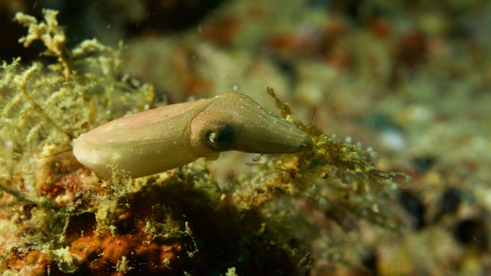 Сипадан, октябрь 2022