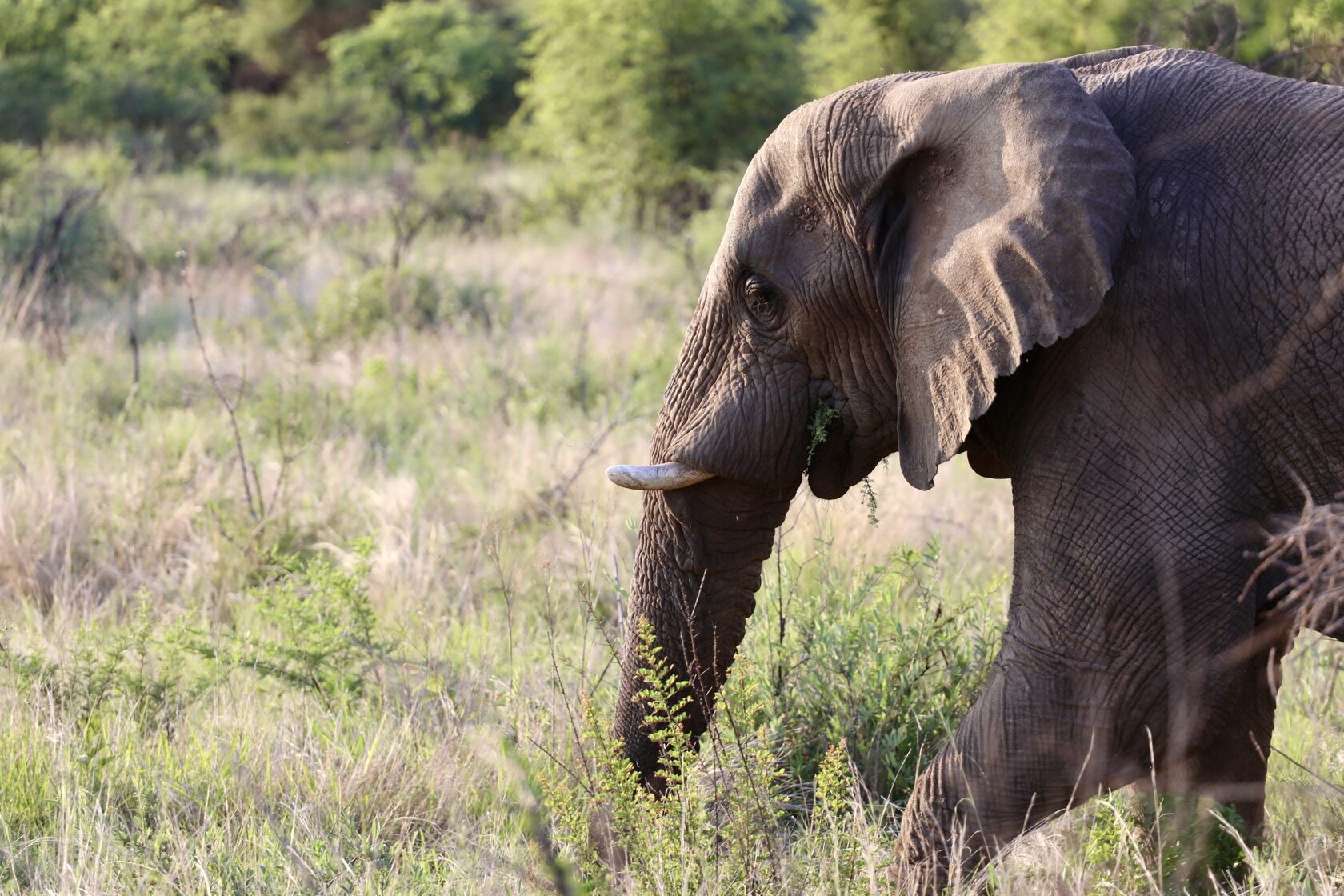 ЮАР, январь 2024