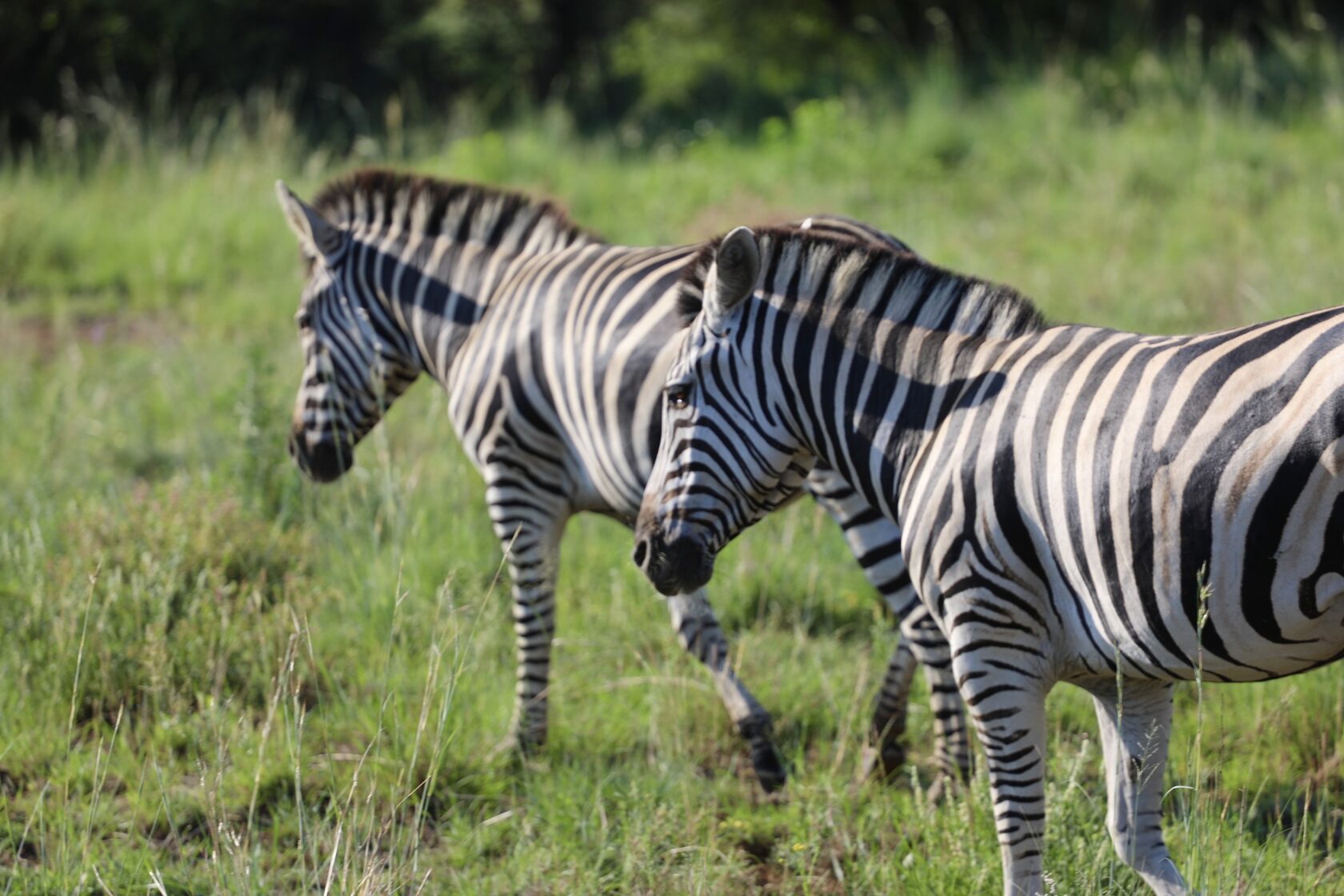 ЮАР, январь 2024